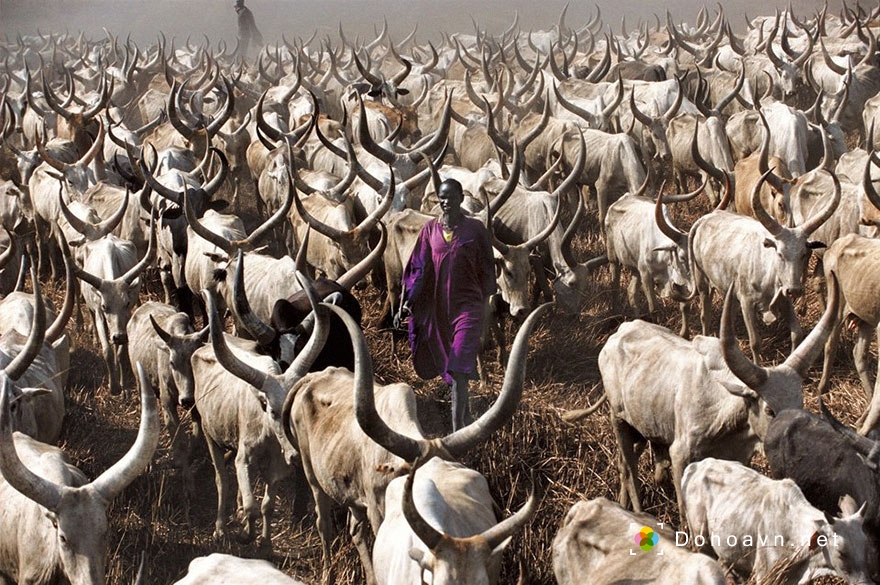 Bộ ảnh tuyệt đẹp về người thổ dân chăn bò SuDan
