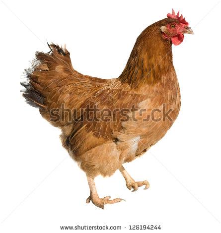 05 hình ảnh về con gà chất lượng cao