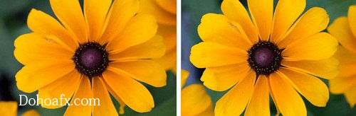 Denise-two-flowers-jpg-1361953786_500x0