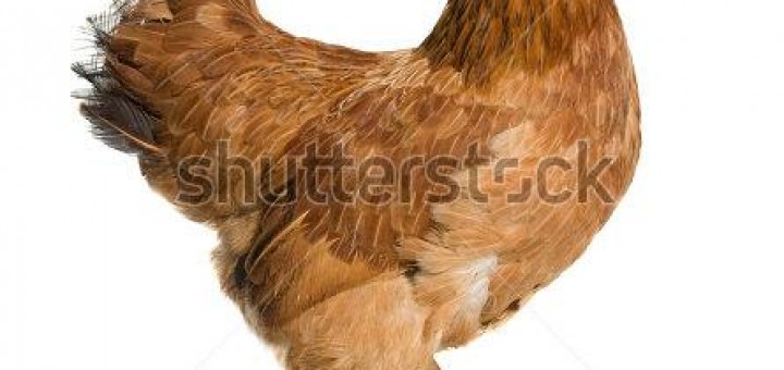 05 hình ảnh về con gà chất lượng cao